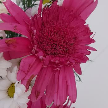 Menekşe Çiçekçilik (Kırşehir) Buket Özensiz, Çicekler Solgun Yaprakları Dökük Uçları Çürümüş