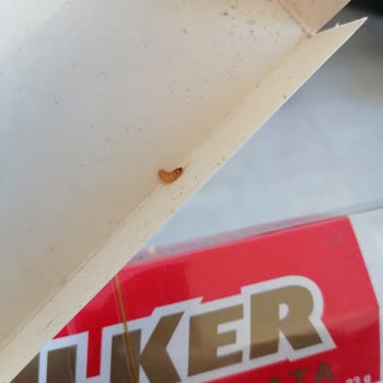 Ülker Napoliten Çikolata Kurtlanmış