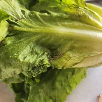 Migros Hemen Bodrum Siparişim Kurtlu Çürük Ve Ezik