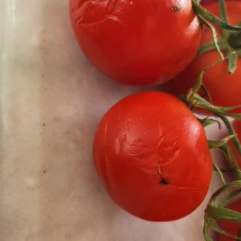 Migros Hemen Bodrum Siparişim Kurtlu Çürük Ve Ezik