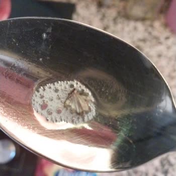 Piyale Makarnadan Böcek Çıktı