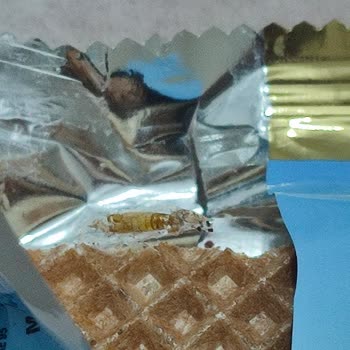 A101 Gofret İçinden Böcek Çıktı!