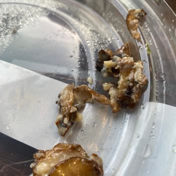 Makarnam Gıda Zehirlenmesi Yaşadık