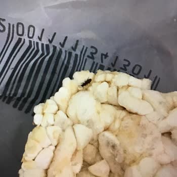 Glutensiz Fabrika Böcekli Pirinç Patlağı