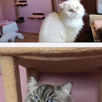 Etiler Pet House Skandalı