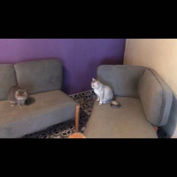 Etiler Pet House Skandalı