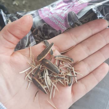 Gold Harvest Kuruyemiş İçi Boş Çekirdek