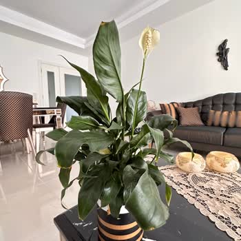 Çiçek Sepeti Kötü Ürün Gönderiyor