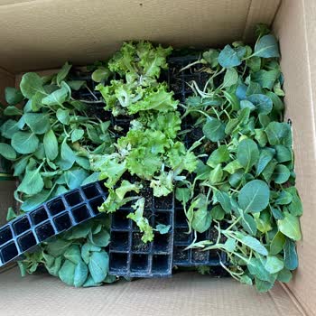 Fidedeposu.com Sebze Fidesi Sorunu