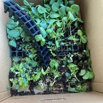 Fidedeposu.com Sebze Fidesi Sorunu