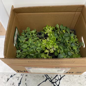 Fidedeposu.com Sebze Fidesi Sorunu