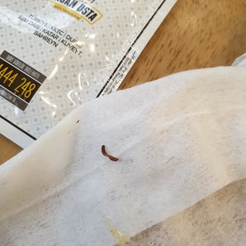 Bolulu Hasan Usta Kurt Lu Aşure