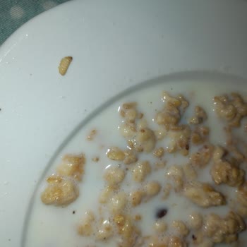 BİM Son Tüketim Tarihine Yaklaşık 1 Yıl Olmasına Rağmen Gevreğin İçinden Ölmüş Böcek Çıktı