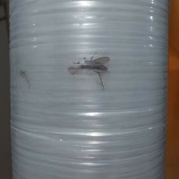 Protex Temizlik-Pişirme Ürünleri Protex Streç Filmin İçinden Sinek Çıktı