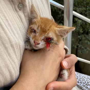 Çekmeköy Belediyesi Çoğu Kedi Ameliyattan Çıkamıyor!