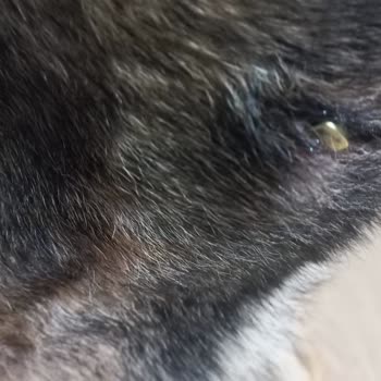 Karadeniz Veteriner Kliniği Evladım Ellerinde Öldü!