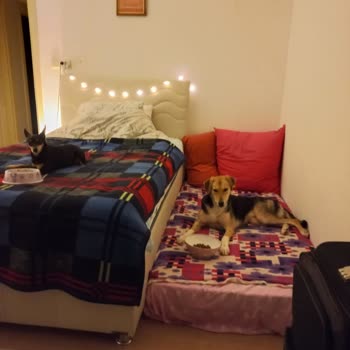 Karadeniz Veteriner Kliniği Evladım Ellerinde Öldü!