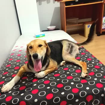 Karadeniz Veteriner Kliniği Evladım Ellerinde Öldü!