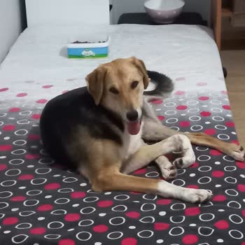 Karadeniz Veteriner Kliniği Evladım Ellerinde Öldü!