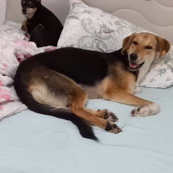 Karadeniz Veteriner Kliniği Evladım Ellerinde Öldü!