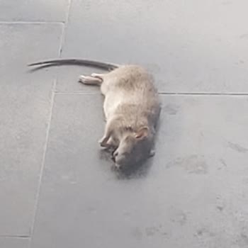 İstanbul Tozkoparan 1. Etap Emlak Konut Şikayet