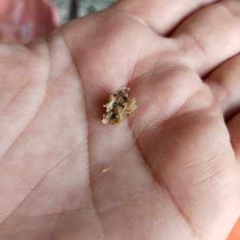 Topaloğlu Unlu Mamülleri Ekmeğin İçinden Böcek Çıkması