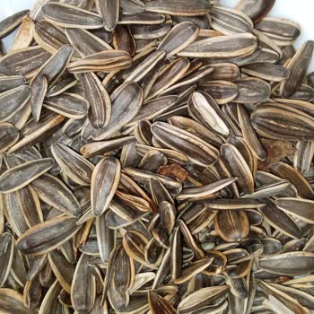 Amigo Tuzsuz Ayçekirdeği Zehir Gibi