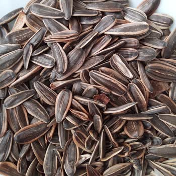 Amigo Tuzsuz Ayçekirdeği Zehir Gibi