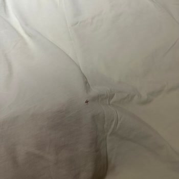 Mavi Kotlar T Shirtlerimi Yırtıyor