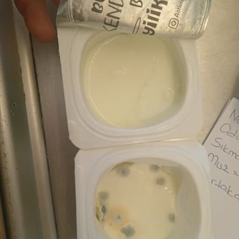 Activia Yoğurt Küf İçindeydi Ve 2 Hafta Son Kullanma Tarihi Vardı