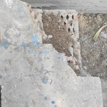 Adana Büyük Şehir Belediyesi Asrı Mezarlığı Harabe...