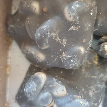 Kahve Dünyası Kurtlu Çikolata Bir Kutu