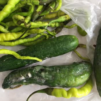 Arçelik Buzdolabı Soğutmuyor Servis Sorunumuzu Çözmüyor