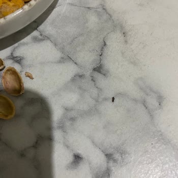 Mertay Kuruyemiş Böcekli Kurtlu Kuruyemiş