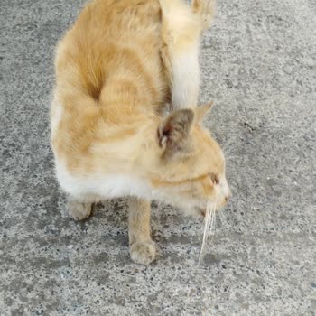 Kartal Belediyesi Sokak Hayvanlarının Tedavisi