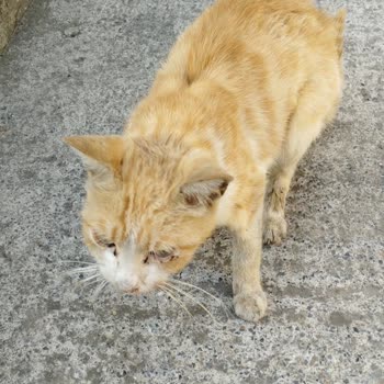 Kartal Belediyesi Sokak Hayvanlarının Tedavisi