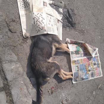 Dörtyol Belediyesi Sokak Hayvanlarına Yardım