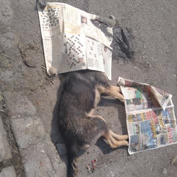 Dörtyol Belediyesi Sokak Hayvanlarına Yardım