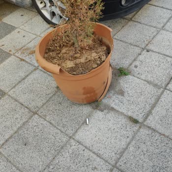 MNG Kargo Aracı Saksımızı Kırdı