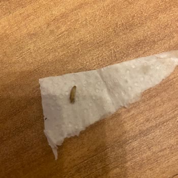 Kellogg's Cocopops İçerisinden Kurt Çıktı