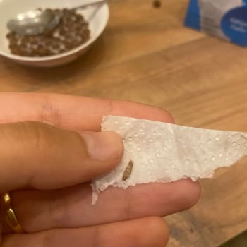 Kellogg's Cocopops İçerisinden Kurt Çıktı