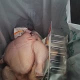Gimsa'da Satılan Bozuk Tavuk