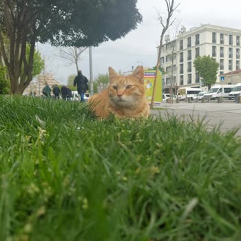 İBB - İstanbul Büyükşehir Belediyesi Fatih Belediyesi Tedavi Sonucu Kaybolan Kedi
