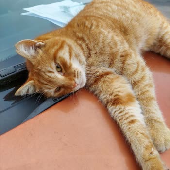 İBB - İstanbul Büyükşehir Belediyesi Fatih Belediyesi Tedavi Sonucu Kaybolan Kedi