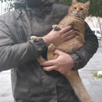 İBB - İstanbul Büyükşehir Belediyesi Fatih Belediyesi Tedavi Sonucu Kaybolan Kedi