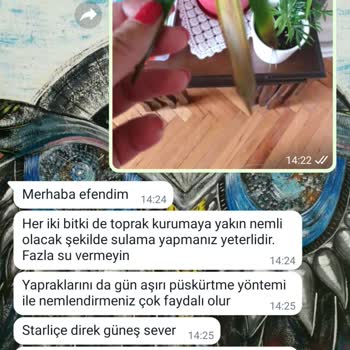 Cool Concept Flower Sağlıksız Bitki Gönderildi. 5 Ay İçin De Hepsi Öldü