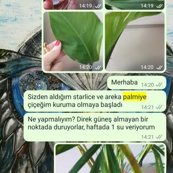 Cool Concept Flower Sağlıksız Bitki Gönderildi. 5 Ay İçin De Hepsi Öldü