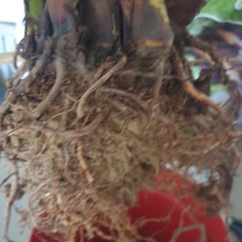 Cool Concept Flower Sağlıksız Bitki Gönderildi. 5 Ay İçin De Hepsi Öldü