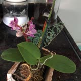 ÇiçekSepeti Orkide Saksısı Kırık Ve Solmuş Geldi