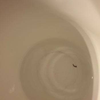 Eylül Su Eylül Damacana İçindeki Cisim